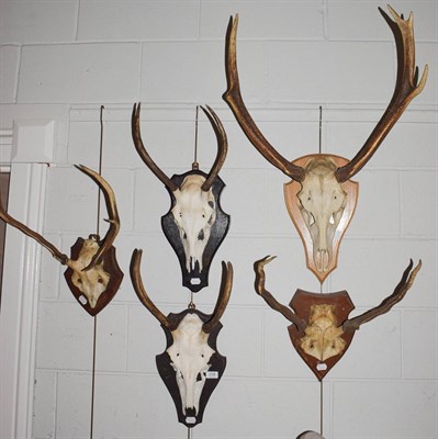 Lot 239 - Antlers/Horns: European Red Deer Antlers (Cervus elaphus), circa mid-late 20th century, five...
