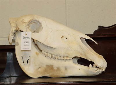 Lot 252 - Skulls/Anatomy: Burchell's Zebra Skull (Equus quagga), modern, complete bleached skull, 53cm by...