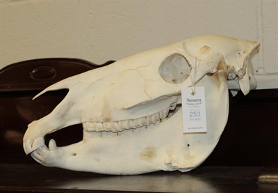 Lot 253 - Skulls/Anatomy: Burchell's Zebra Skull (Equus quagga), modern, complete bleached skull, 49cm by...