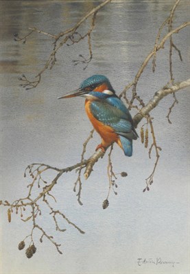 Lot 768 - Edwin Penny (b.1930)  "Kingfisher on Alder" Signed, watercolour and gouache heightened with...