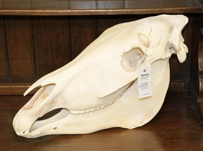 Lot 1177 - Skulls/Anatomy: Burchell's Zebra Skull (Equus quagga), modern, complete bleached skull, 53cm by...