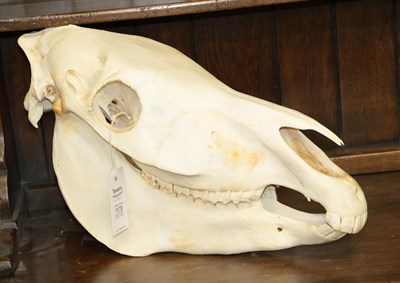 Lot 1178 - Skulls/Anatomy: Burchell's Zebra Skull (Equus quagga), modern, complete bleached skull, 51cm by...
