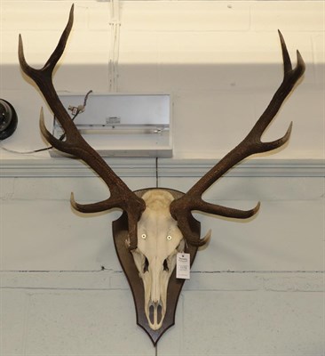 Lot 1179 - Antlers/Horns: European Red Deer Antlers (Cervus elaphus), circa late 20th century, a set of...