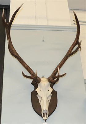 Lot 1303 - Antlers/Horns: European Red Deer Antlers (Cervus elaphus), circa late 20th century, a set of...