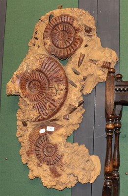 Lot 1342 - A contemporary large burr wood sculpture carved with ammonite forms, 90cm