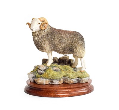 Lot 42 - Border Fine Arts 'Herdwick Tup', model No. B0705 by Ray Ayres, limited edition 291/750, on wood...