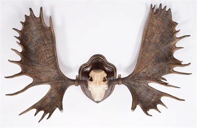 Lot 23 - Antlers/Horns: Alaskan Yukon Moose (Alces alces gigas), dated 1869, Yukon River, Alaska, ex Duke of