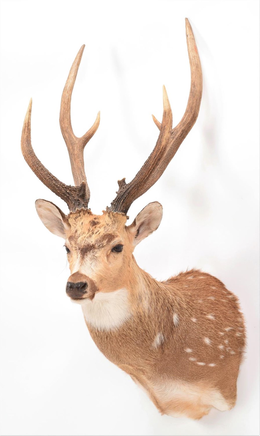 Lot 59 - Taxidermy: Axis Deer or Chital (Axis axis), circa 2000, high quality adult male shoulder mount,...