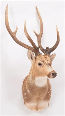 Lot 59 - Taxidermy: Axis Deer or Chital (Axis axis), circa 2000, high quality adult male shoulder mount,...