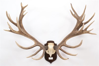 Lot 75 - Antlers/Horns: Central European Red Deer (Cervus elaphus hippelaphus), Austria, a large set of...