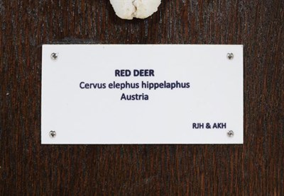 Lot 75 - Antlers/Horns: Central European Red Deer (Cervus elaphus hippelaphus), Austria, a large set of...