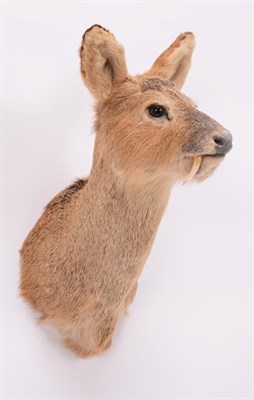 Lot 78 - Taxidermy: Chinese Water Deer (Hydropotes inermis inermis), modern, a high quality male...