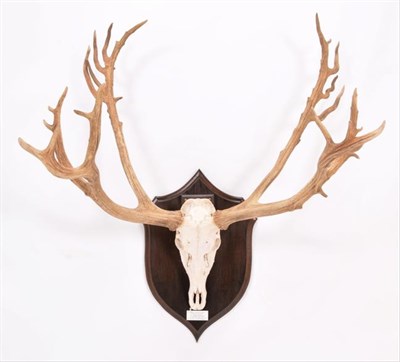Lot 105 - Antlers/Horns: Père David's Deer (Elaphus davidianus), dated 1983, Woburn Abbey, large...