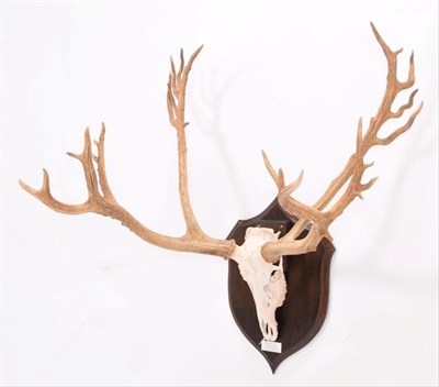 Lot 105 - Antlers/Horns: Père David's Deer (Elaphus davidianus), dated 1983, Woburn Abbey, large...