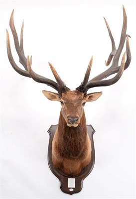 Lot 108 - Taxidermy: North American Wapiti or Elk (Cervus canadensis nelsoni), circa 1886, Wyoming, USA,...