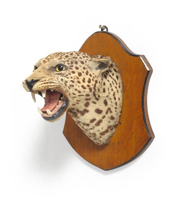 Lot 1070 - Leopard (Panthera pardus), circa 1910, head mount, with snarling open jaw, on a shield, the...