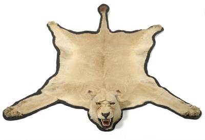 Lot 1071 - Lioness (Panthera leo), circa 1970, rug with head mount, with open snarling jaw, backed onto...