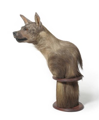 Lot 1072 - Brown Hyaena (Parahyaena brunnea), modern, shoulder mount, freestanding, upon cylindrical base...