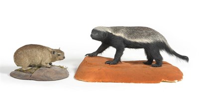 Lot 1073 - Honey Badger (Mellivora capensis), modern, full mount, on naturalistic sanded base, 65cm long...