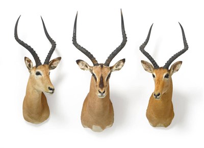 Lot 1077 - Black-Faced Impala (Aepyceros malampus petersi), modern, shoulder mount, 57cm from the wall;...