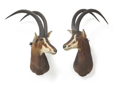 Lot 1078 - Sable Antelope (Hippotragus niger niger), modern, two shoulder mounts, one facing to the right, the