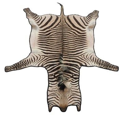 Lot 1079 - Plains Zebra (Equus quagga), modern, full skin rug, backed onto black felt, 312cm long