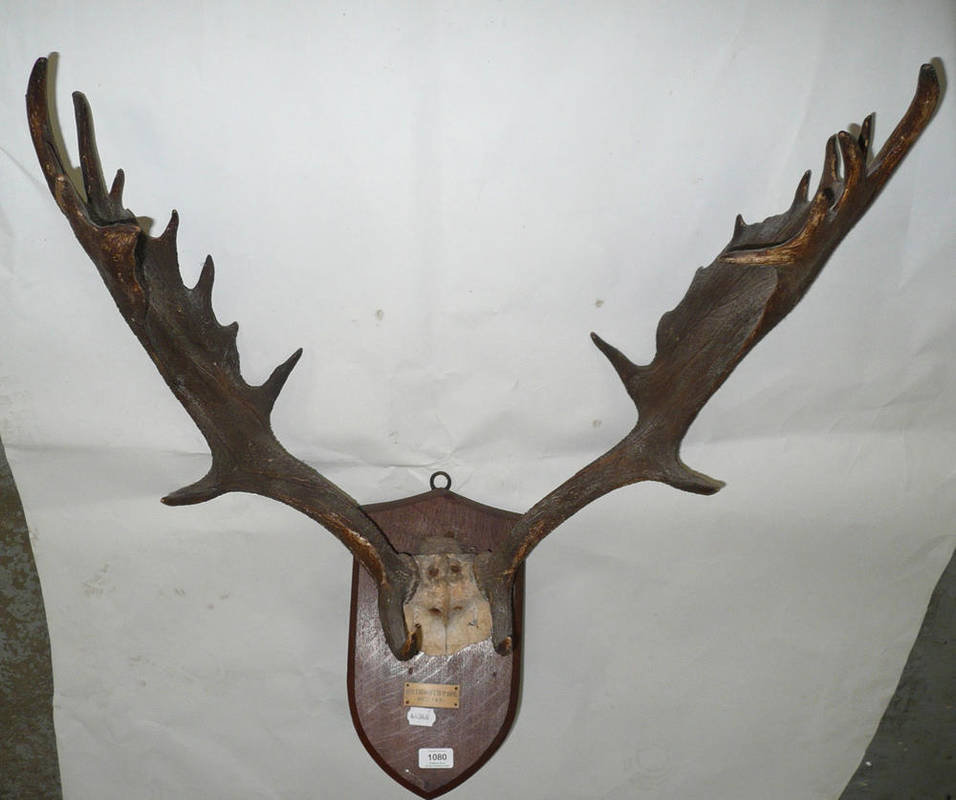 Lot 1080 - Fallow Deer (Dama dama), Petworth Park 1891 (No.4), peruque, antlers on frontlet, 13+14, 66cm long