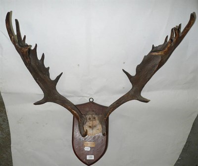 Lot 1080 - Fallow Deer (Dama dama), Petworth Park 1891 (No.4), peruque, antlers on frontlet, 13+14, 66cm long