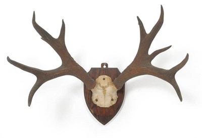 Lot 1081 - Marsh Deer (Blastocerus dichotomus), antlers on frontlet, 5+5, 53.5cm long, tip to tip 63.5cm,...