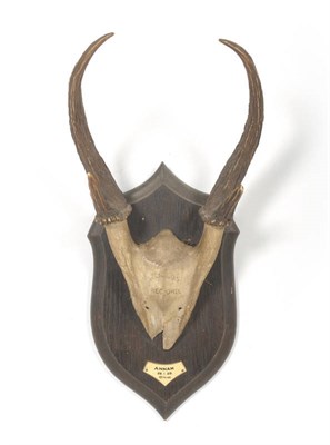 Lot 1082 - Great Indian Muntjac (Muntiacus grandicornis), Anam 28/1/1929, Rowland Ward, antlers on...