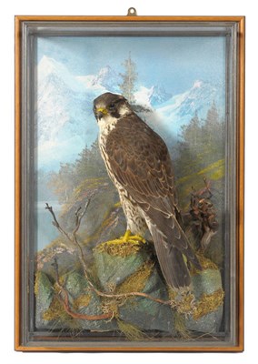 Lot 1083 - Peregrine Falcon (Falco peregrinus), circa 1900, full mount, in all glass picture frame wall...