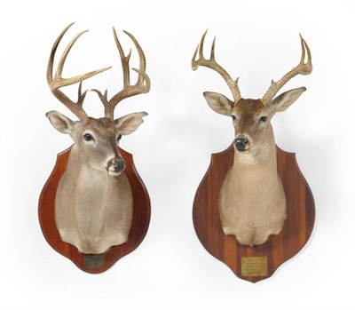 Lot 1086 - White Tailed Deer (Odocoileus virginianus), shoulder mount, on wood shield with plaque...