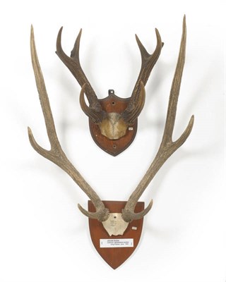 Lot 1088 - Rusa (Cervus timorensis rusa), Jang Plateau, Java, Ledebach 1934, antlers on frontlet, 81cm...