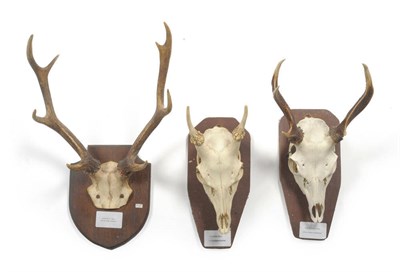 Lot 1089 - Kerama Sika (Cervus nippon keramae), skull with antlers, 10cm long, tip to tip 12.7cm; Japanese...