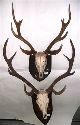 Lot 1090 - Dybowski Sika (Cervus nippon hortulorum), skull with antlers, 71cm long, tip to tip 61cm; and...