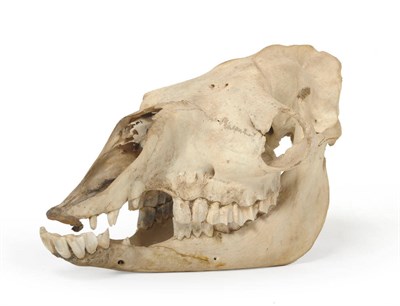 Lot 1091 - A Camel Skull, 41cm long