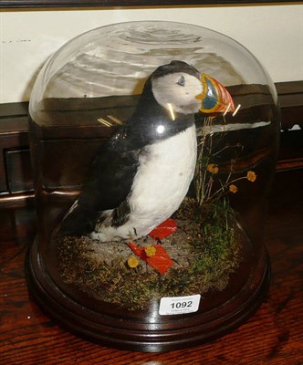 Lot 1092 - Puffin (Fratercula arctica), full mount, standing amongst mosses and flowers, beneath a glass...