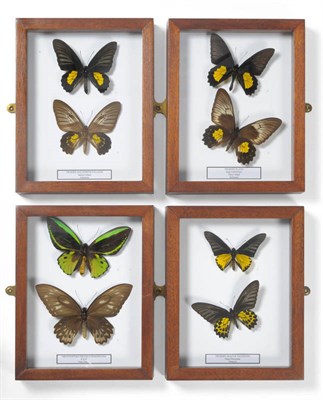 Lot 1094 - Butterflies: Mainly Male and Female of Each Species, comprising Troides haliphron pallens - Saleyer