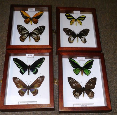 Lot 1095 - Butterflies: Mainly Male and Female of Each Species, comprising Ornithoptera croesus toeanti -...