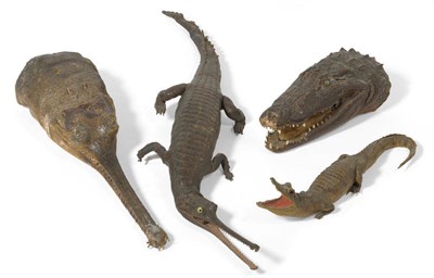 Lot 1097 - Gavial (Gavialis gangeticus), circa 1880, fore-mount, jaw closed, original wooden backboard...