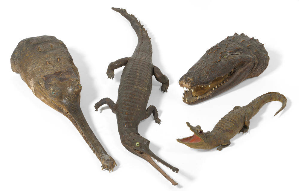 Lot 1097 - Gavial (Gavialis gangeticus), circa 1880,
