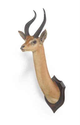 Lot 1098 - Gerenuk (Litocranius walleri), Rowland Ward, circa 1920, head mount, on original oak shield...