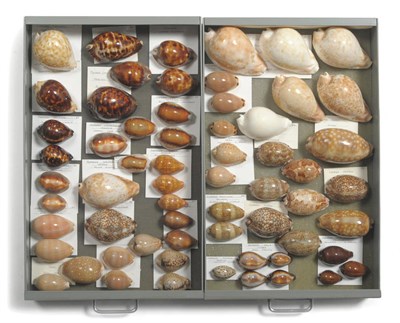 Lot 1103 - Cowries, specimens include: Cypraea histrio gmelin - W.Australia, Hesitata iredale -...