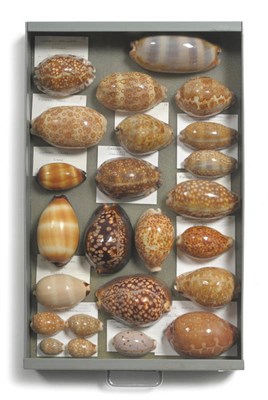 Lot 1104 - Cowries, specimens include: Mauritiana - Indo Pacific, Macrocypraea - Mexico 1969 (from Fred...