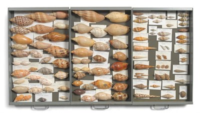 Lot 1106 - Mixed Shells, specimens include: Trivia pustule solandri - San Carlos Bay, Ovula costatella -...