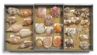 Lot 1111 - Spondylus, specimens include: Wrightianus - Australia, Americamus - Caribbean, Regus - Japan,...