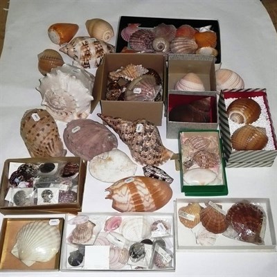 Lot 1114 - Mixed shells, specimens include: Chlamys townsend - Persian Gulf, Pecten arco gibbus - Florida...