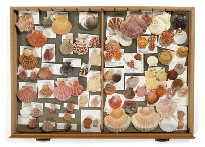 Lot 1115 - Mixed shells, specimens include: Nerita polita Linnaeus, Turris cosmoi, Senatoria subspecie...