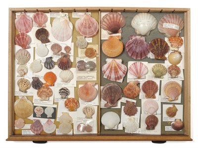 Lot 1116 - Mixed shells, specimens include: Mitra, Pentaulum, Pectens, Chalamys, Excellichlamys, UK...