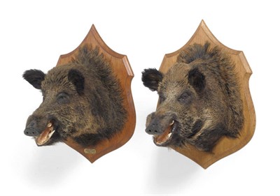 Lot 1117 - Wild Boar (Sus scrofa), two head mounts, both in snarling pose on wood shields, one with title...